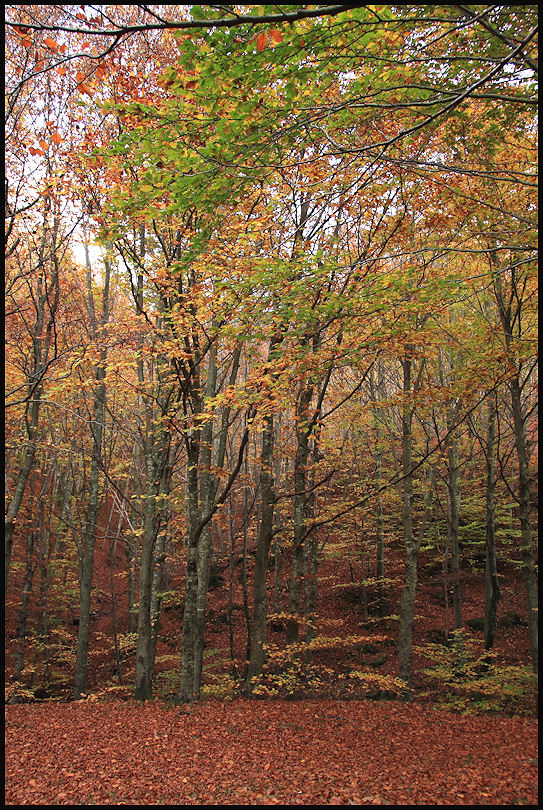 i colori del bosco e sottobosco